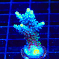 TSA Sprocket Acropora XL Frag Coral