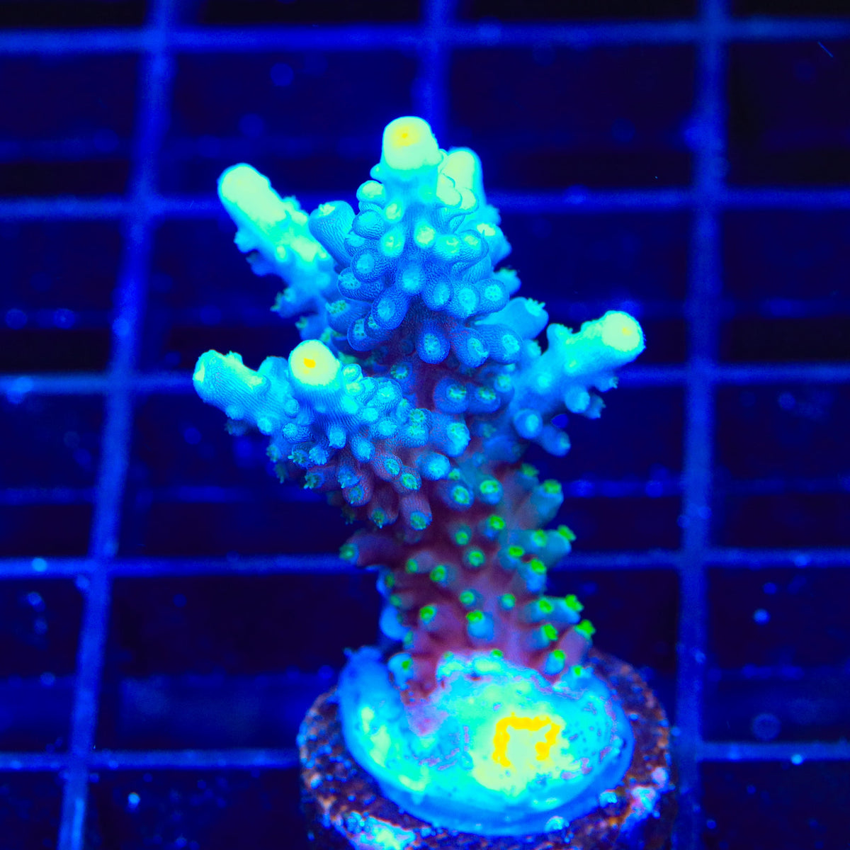 TSA Sprocket Acropora XL Frag Coral