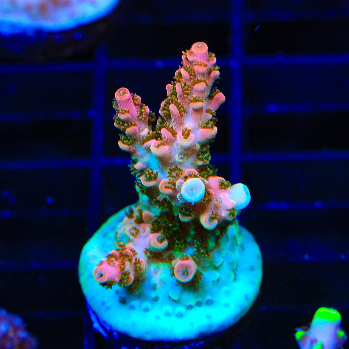 TSA Bill Murray Acropora Coral