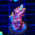 TSA Nightshade Acropora Coral