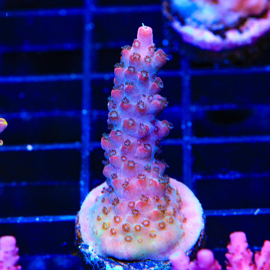 TSA Red Robin Acropora Coral