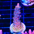 TSA Red Robin Acropora Coral