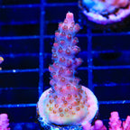 TSA Red Robin Acropora Coral