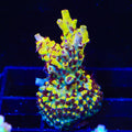 TSA Banana Split Acropora Coral