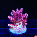 TSA Prairie Fire Acropora Coral