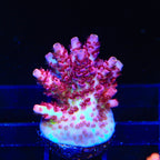 TSA Prairie Fire Acropora Coral