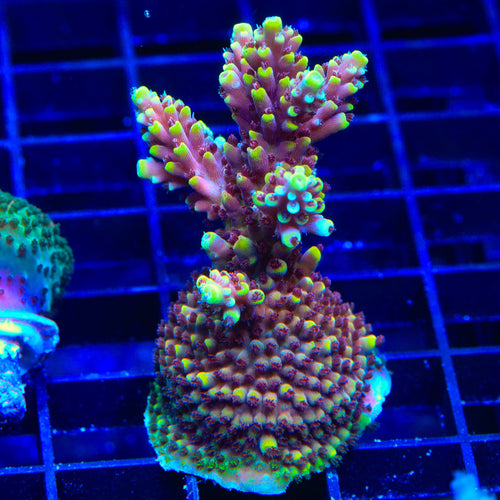 TGC Red Cadillac Acropora XL Frag Coral