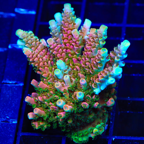 TSA Bill Murray Acropora XL Frag Coral