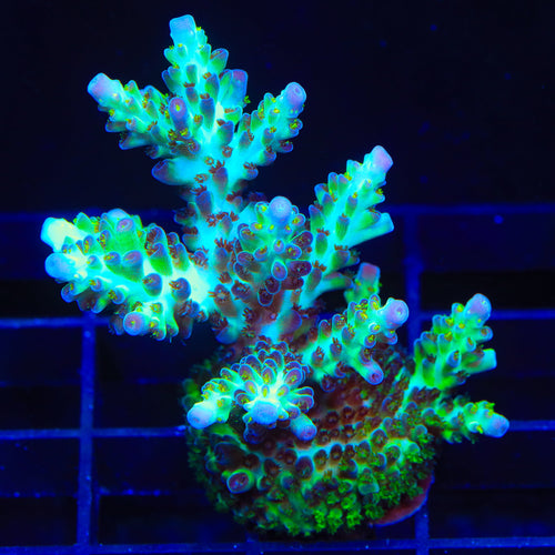 Lauras Purple Polyp Acropora Colony Coral