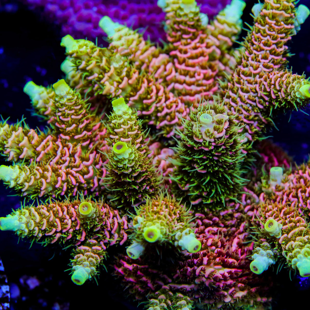 Viaje ácido RMF Millepora Acropora Coral