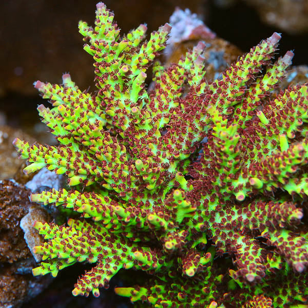 TSA Flame Tip Microclados Acropora Coral