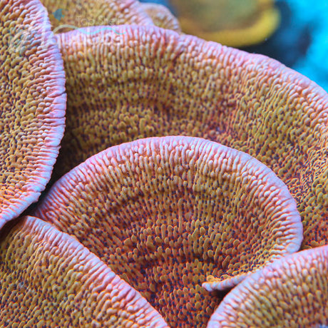TSA Death Spiral Montipora Coral - Top Shelf Aquatics