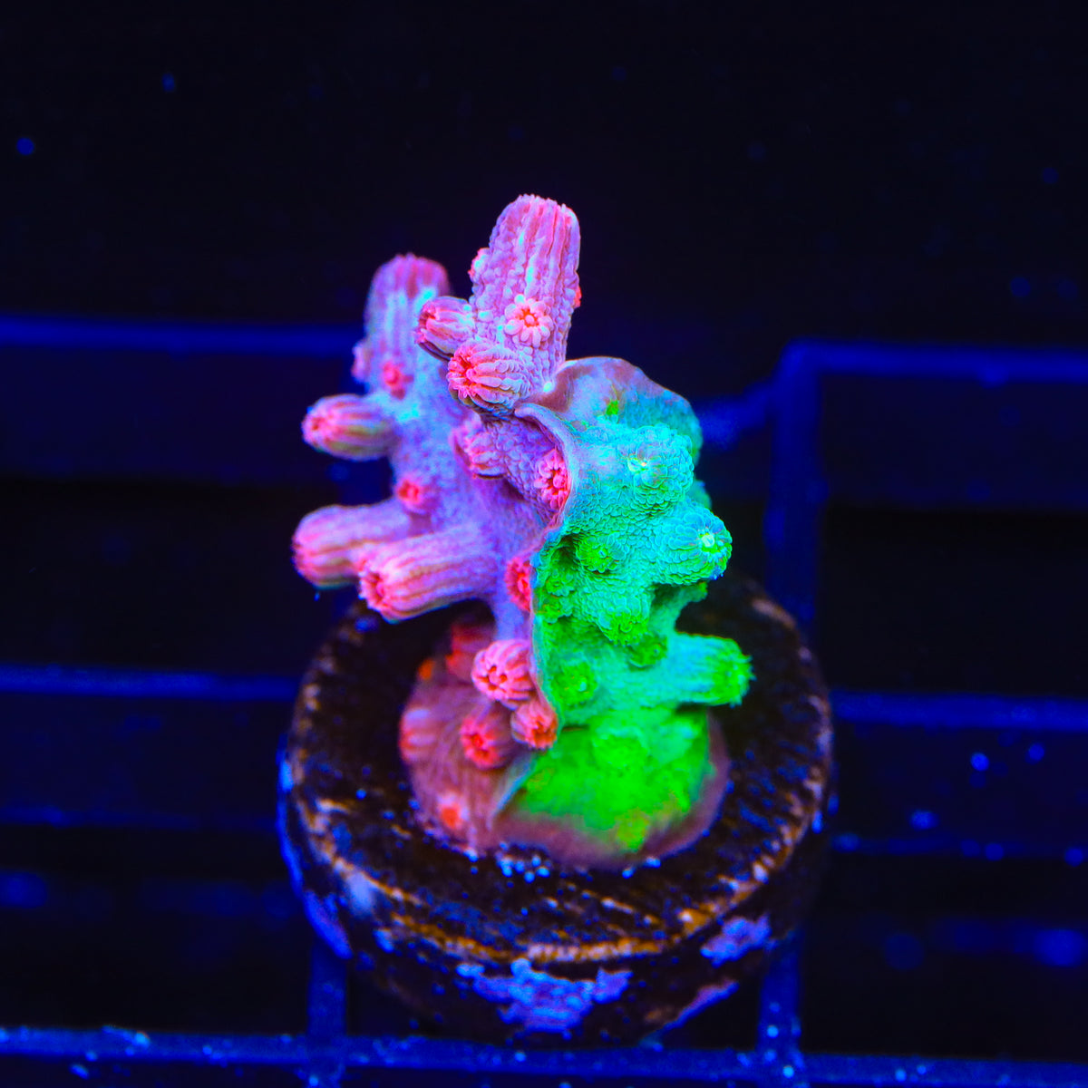 Cool Runnings Branching Cyphastrea Coral