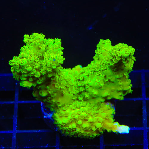 Green Slimer Stag Acropora XL Frag Coral