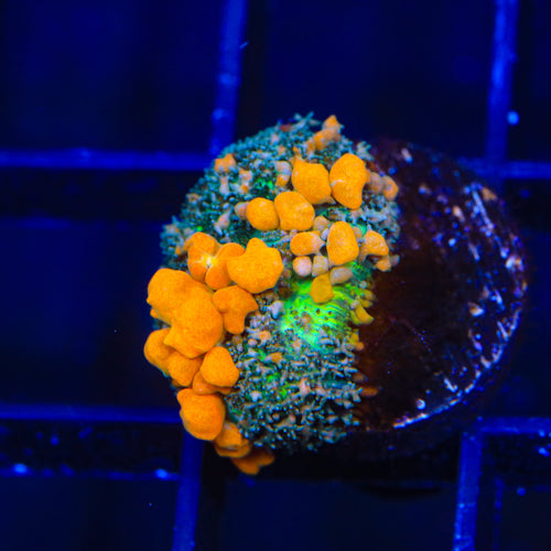 JF Sunkist Bounce Mushroom Coral
