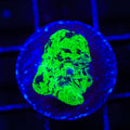 Kryptonite Mushroom Coral