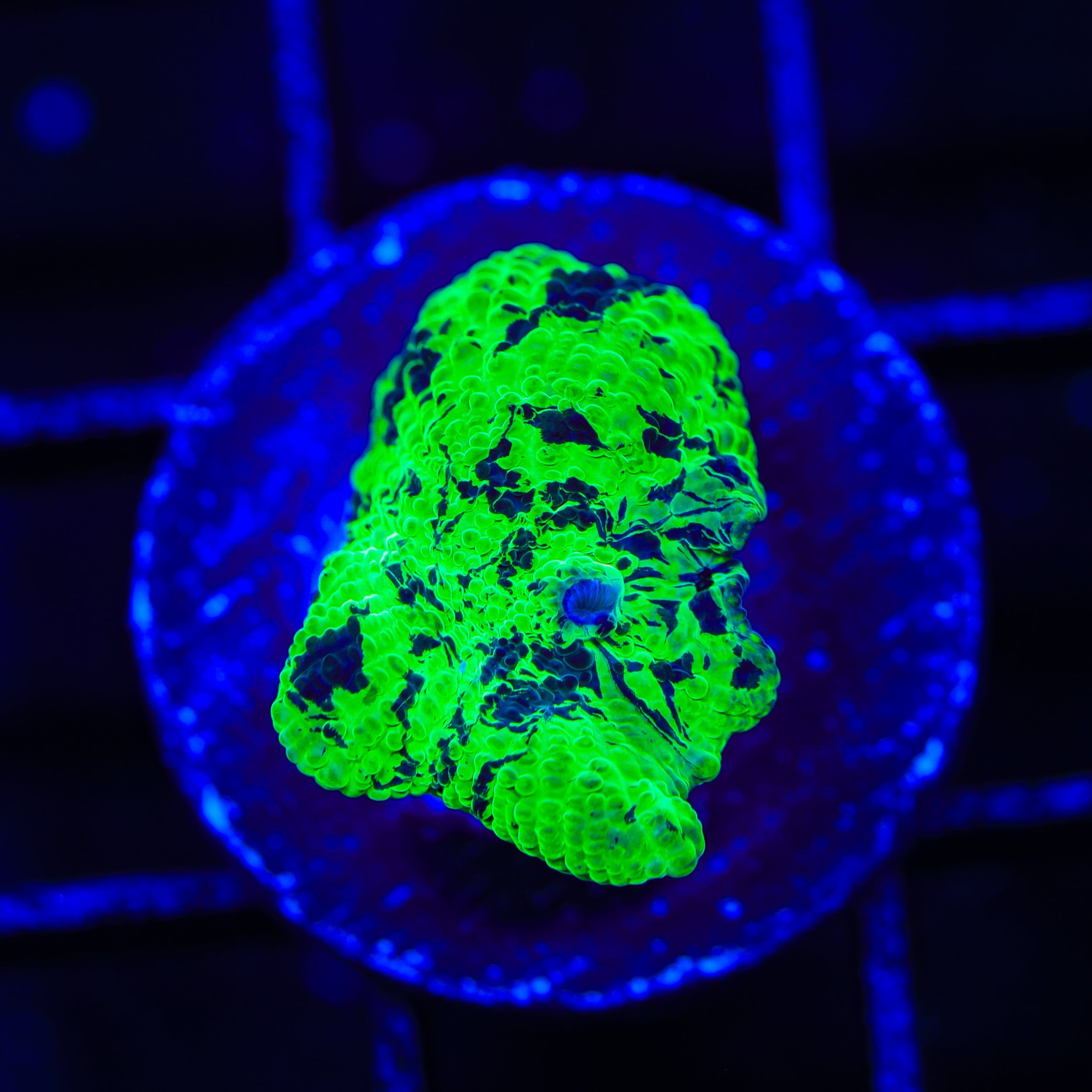 Kryptonite Mushroom Coral