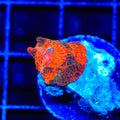 Candy Crush Mushroom Coral