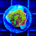 Jawbreaker Mushroom Coral