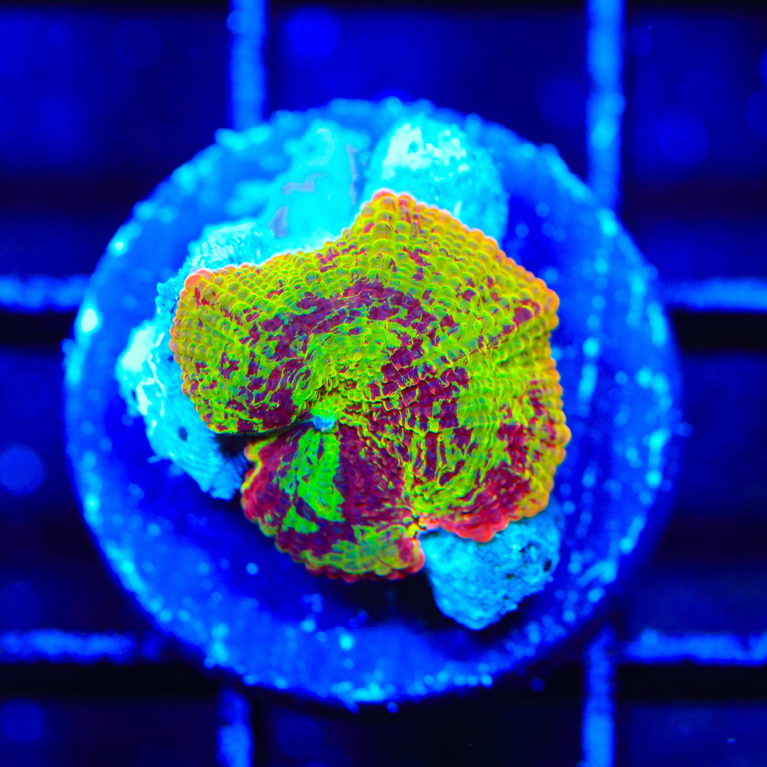 Jawbreaker Mushroom Coral