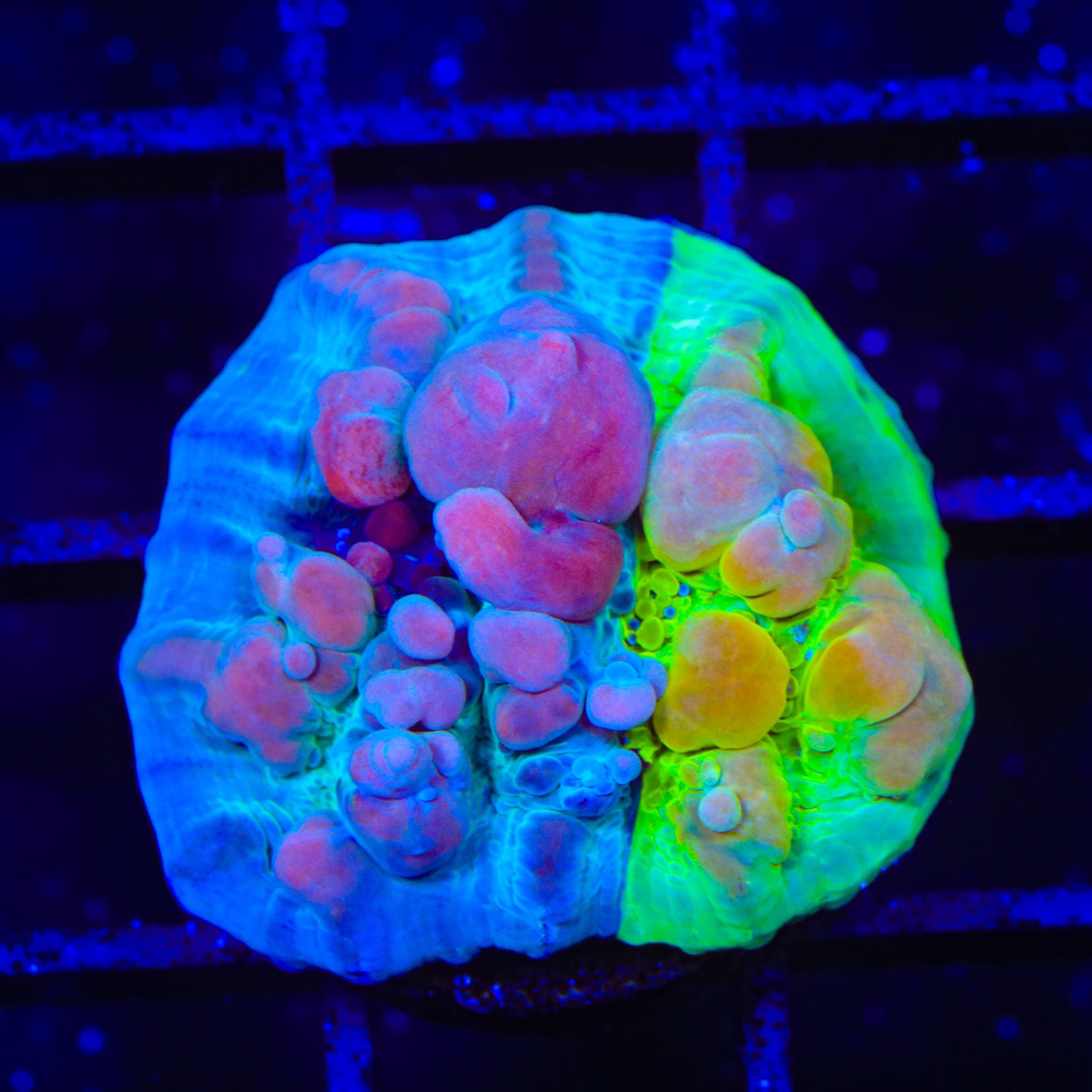 Cosmic Candy Grafted Bounce Chalice Coral