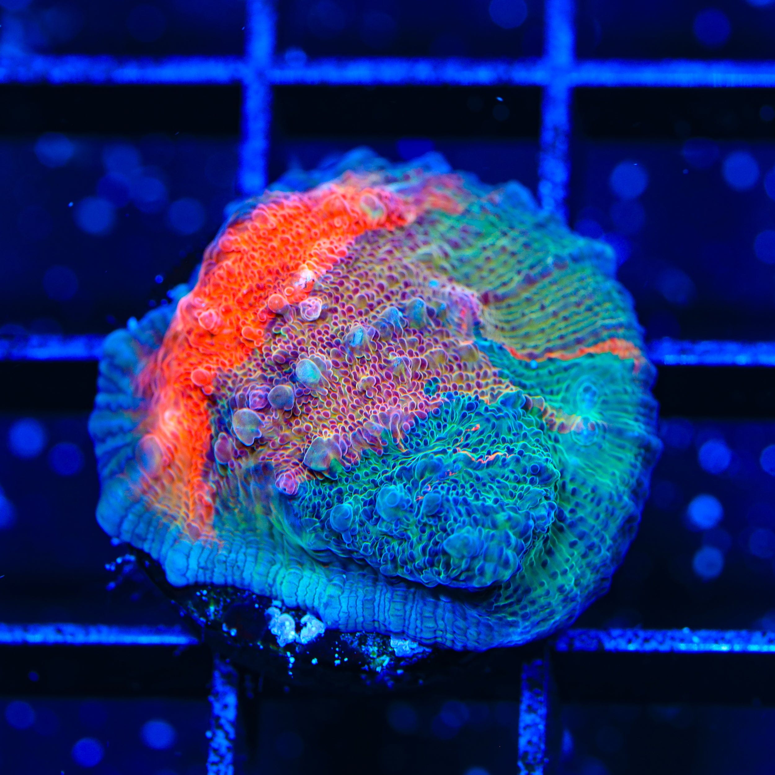 TSA Fruit Ninja Chalice Coral