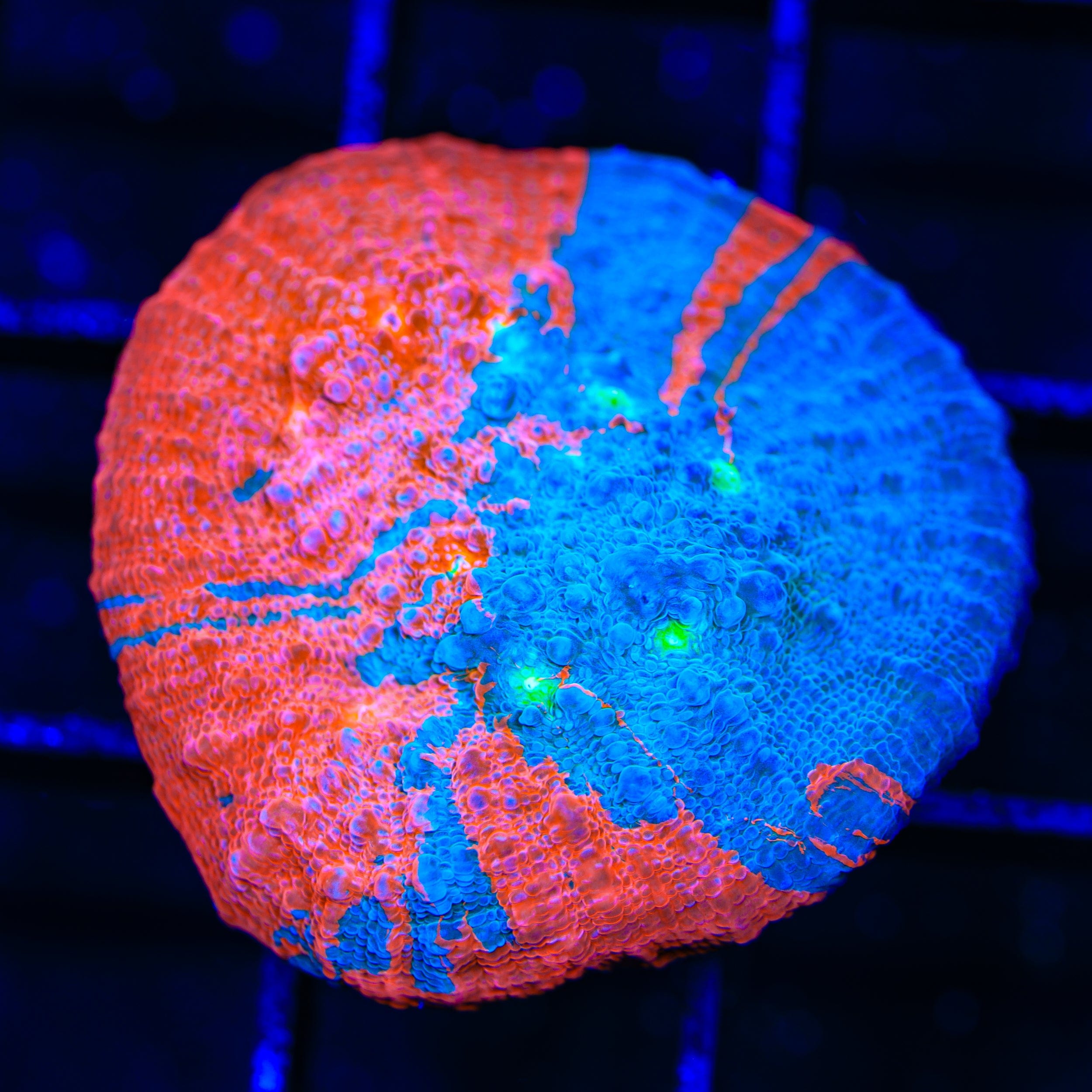 TSA Cotton Candy Chalice Coral