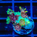 RCA Mamba Goniopora Coral