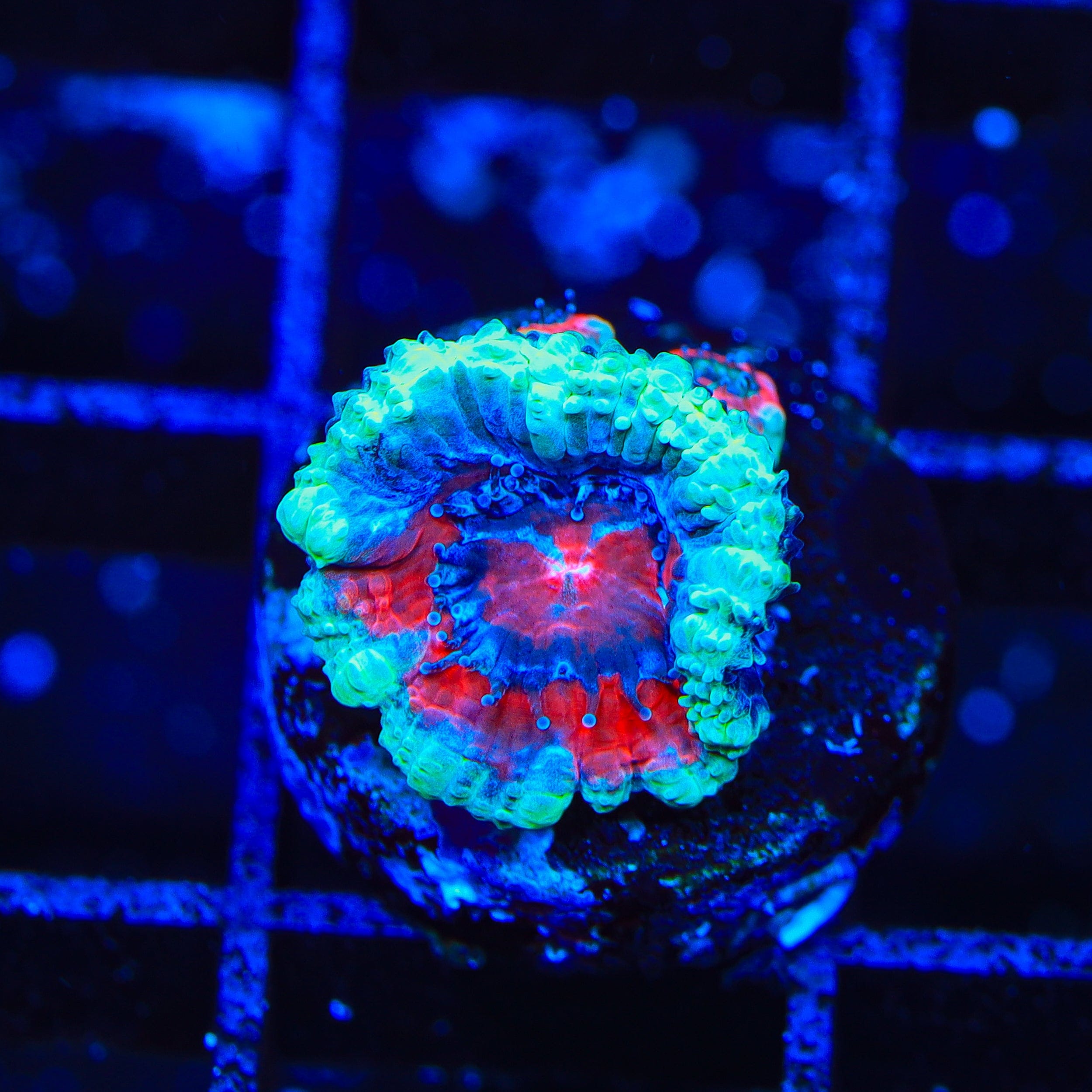 Drop Shot Acan Coral