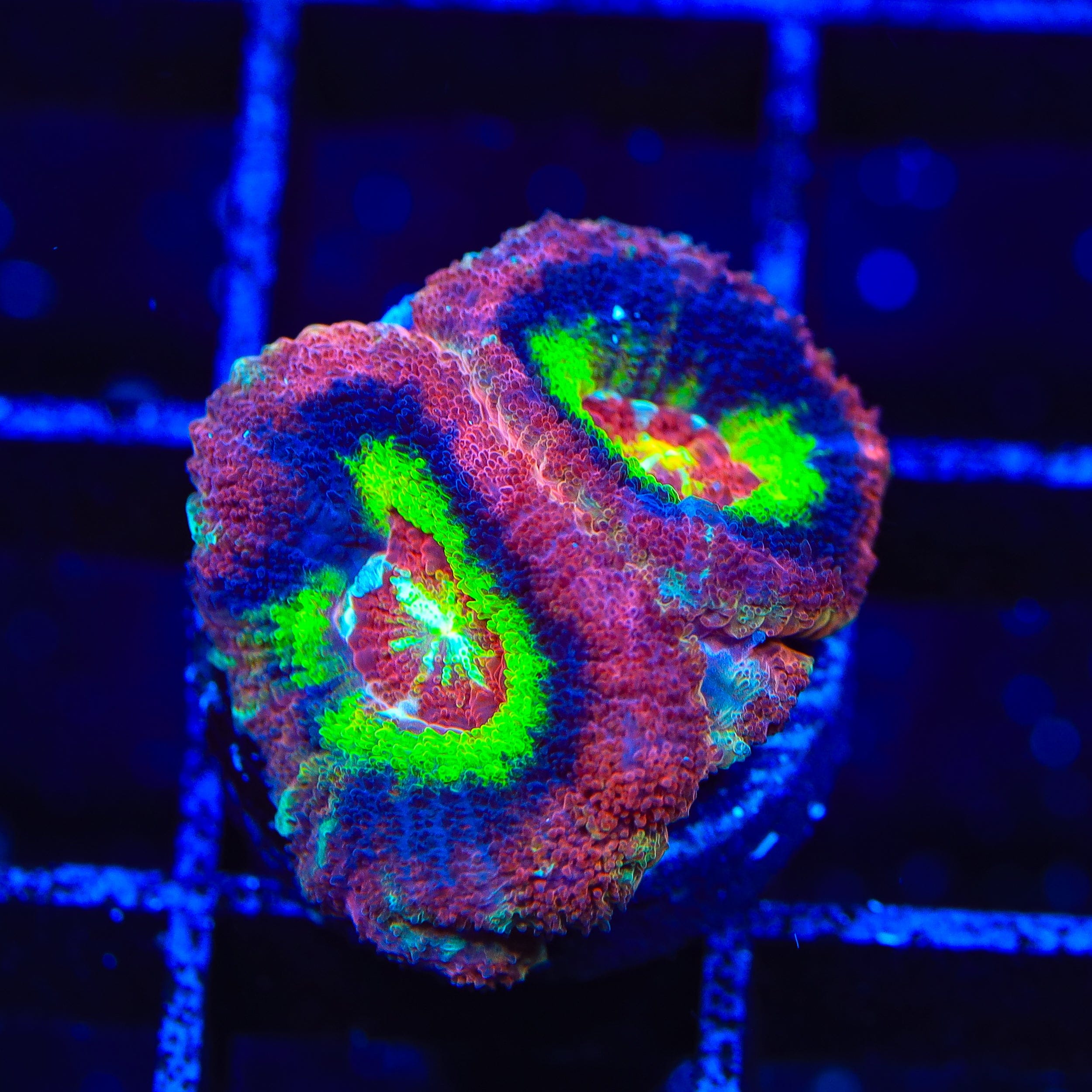 Black Hole Sun Acan Coral