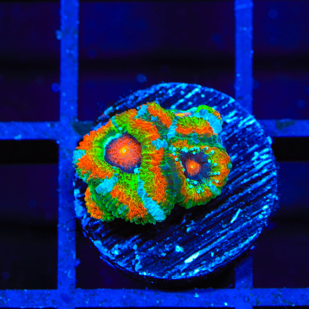 TSA Psycho Troll Micromussa Acan Coral