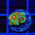 TSA Psycho Troll Micromussa Acan Coral