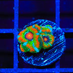 TSA Psycho Troll Micromussa Acan Coral