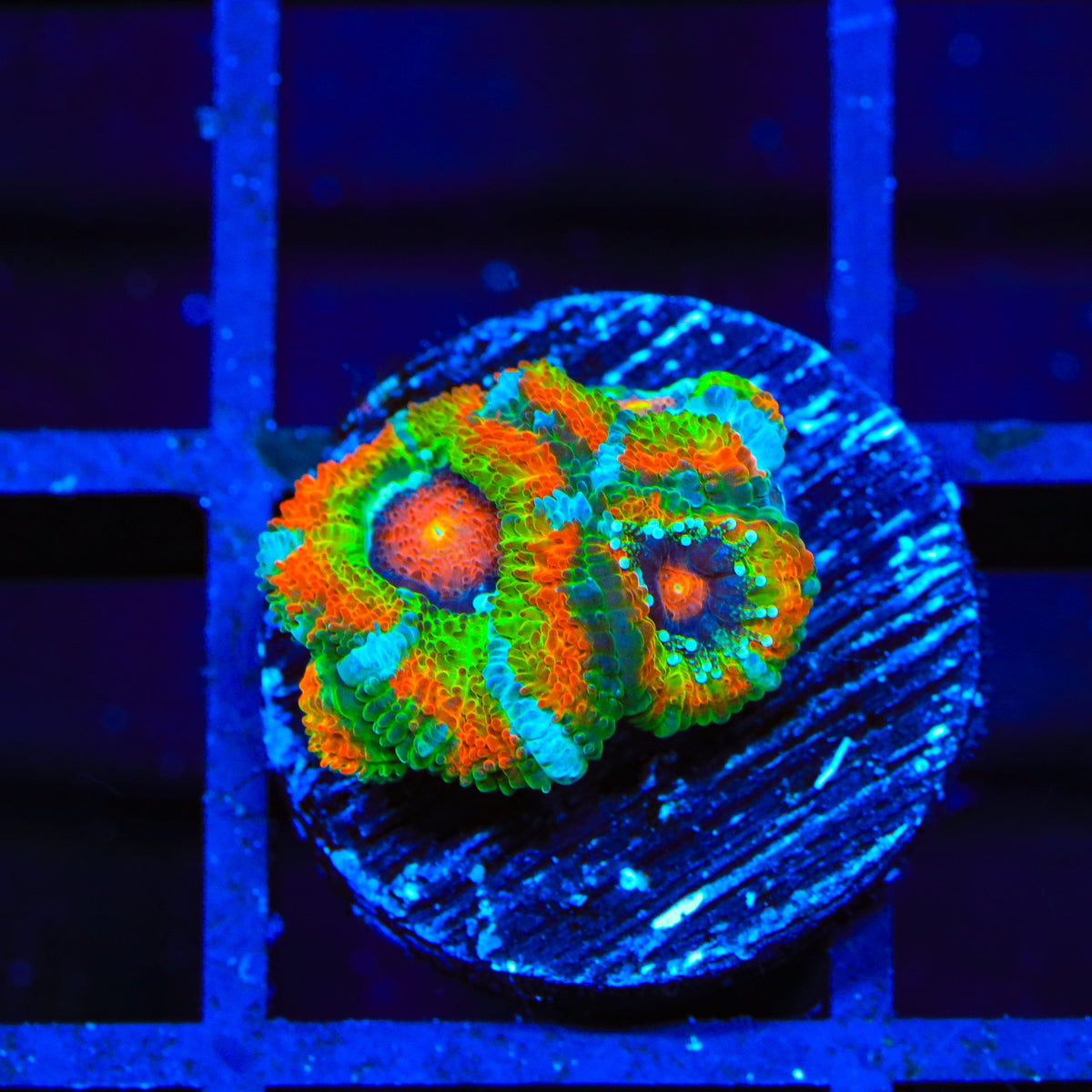 TSA Psycho Troll Micromussa Acan Coral