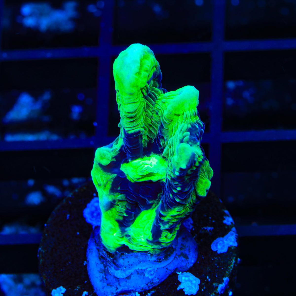 TSA Dr Doom Pectinia Coral