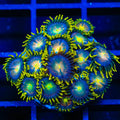 Hydra Lady Dragon Zoanthids Coral