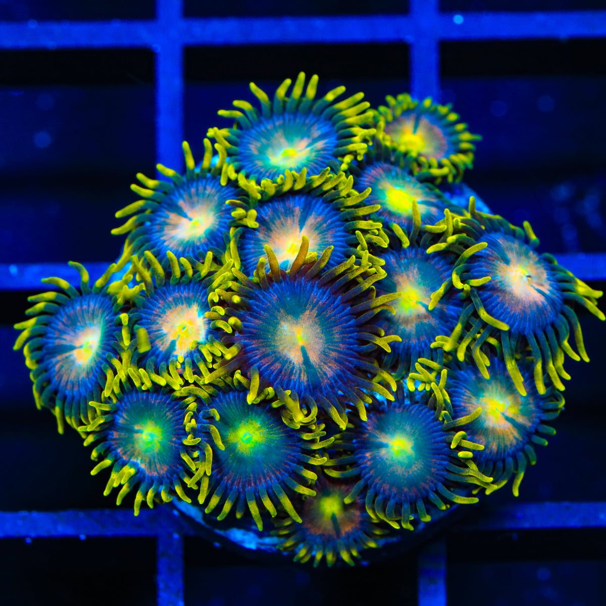Hydra Lady Dragon Zoanthids Coral