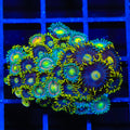 TSA Galactic Burst and Laser Lemon Combo Zoanthids Coral
