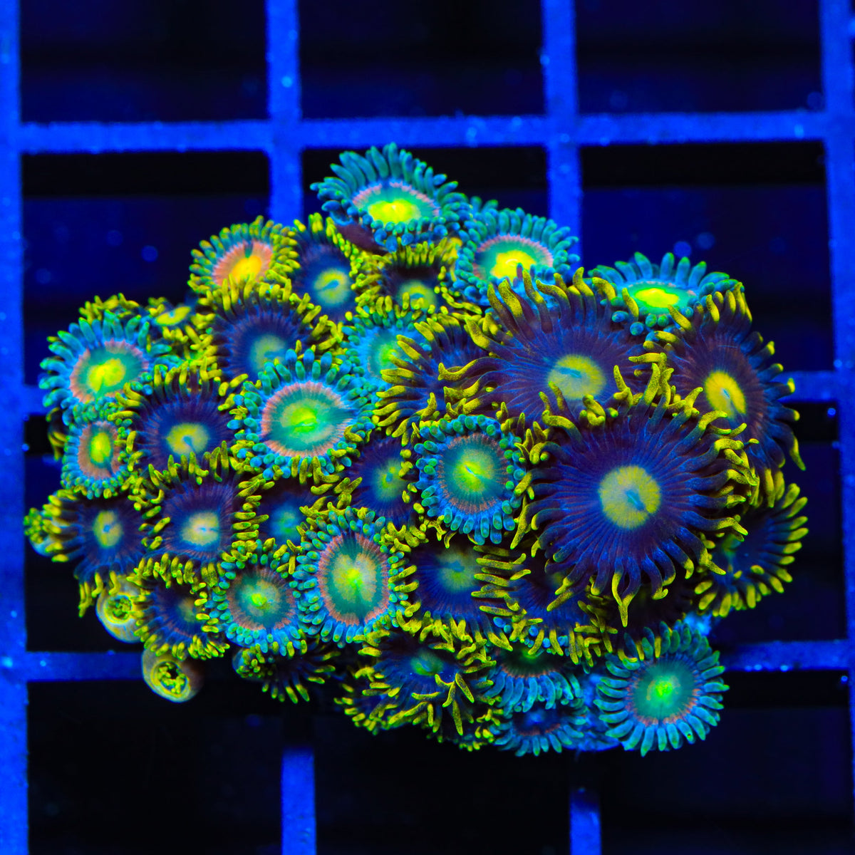 TSA Galactic Burst and Laser Lemon Combo Zoanthids Coral