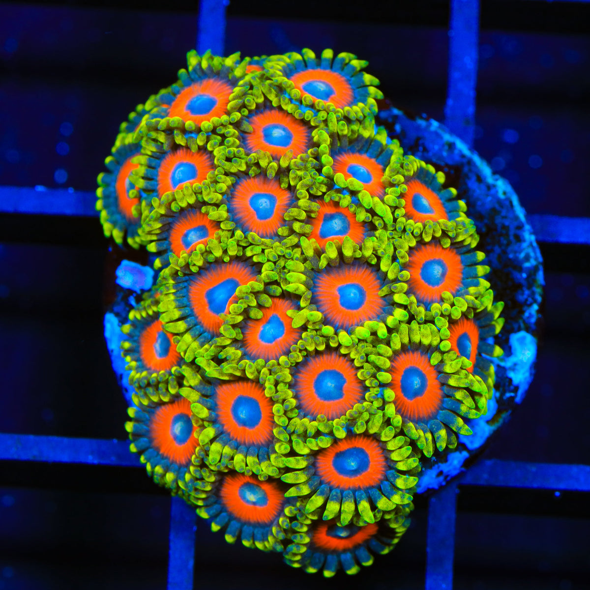 Eagle Eye Zoanthids Coral