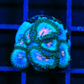 Miami Vice Zoanthids Coral