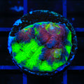 JF Chemical Reaction Chalice Coral