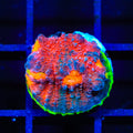 JF Crazy Fox Chalice Coral