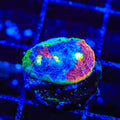 TSA Rainbow Clouds Chalice Coral