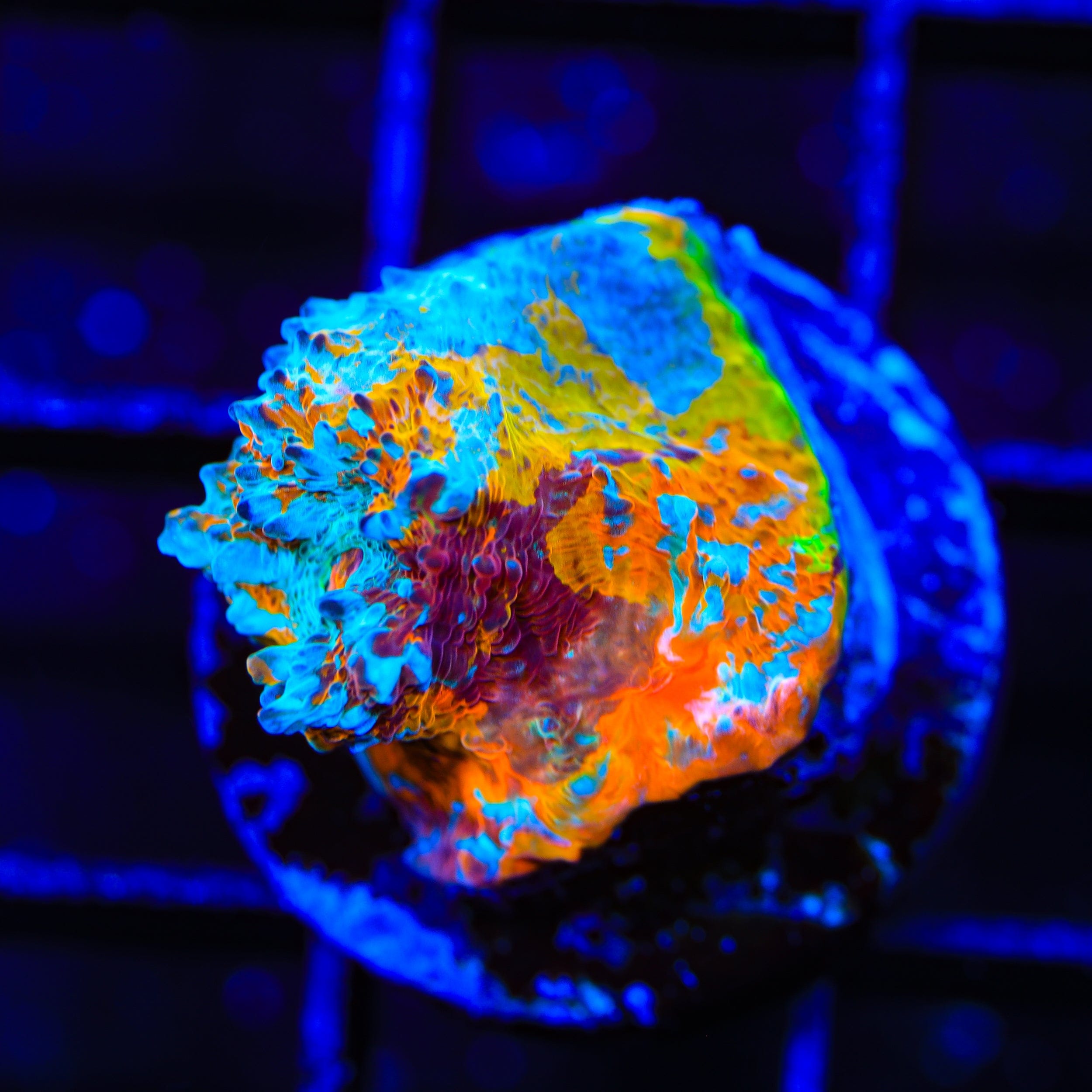 TSA Double Rainbow Chalice Coral