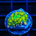 Warp Zone Mushroom Coral