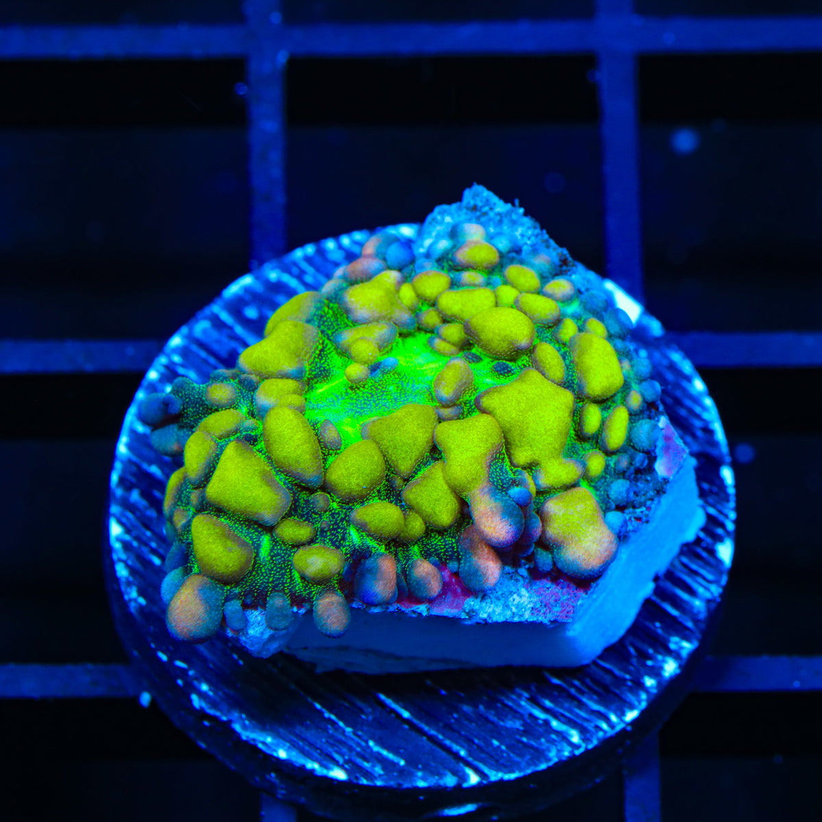 Warp Zone Mushroom Coral