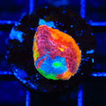 Jelly Bean Chalice Coral