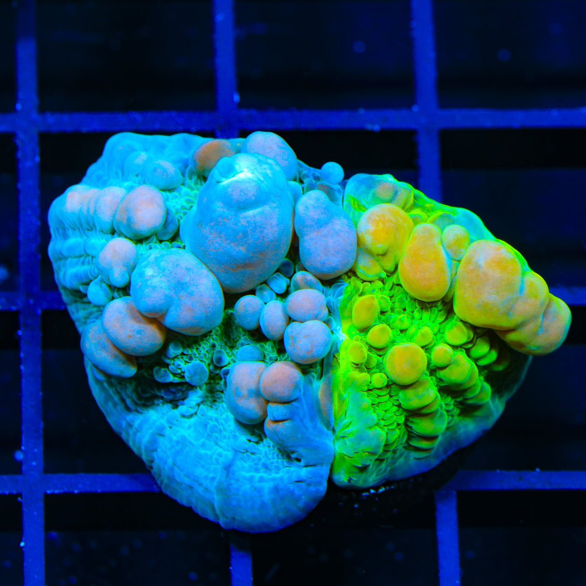 Cosmic Candy Grafted Bounce Chalice Coral