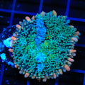 TSA Frankensteins Monster Mushroom Coral